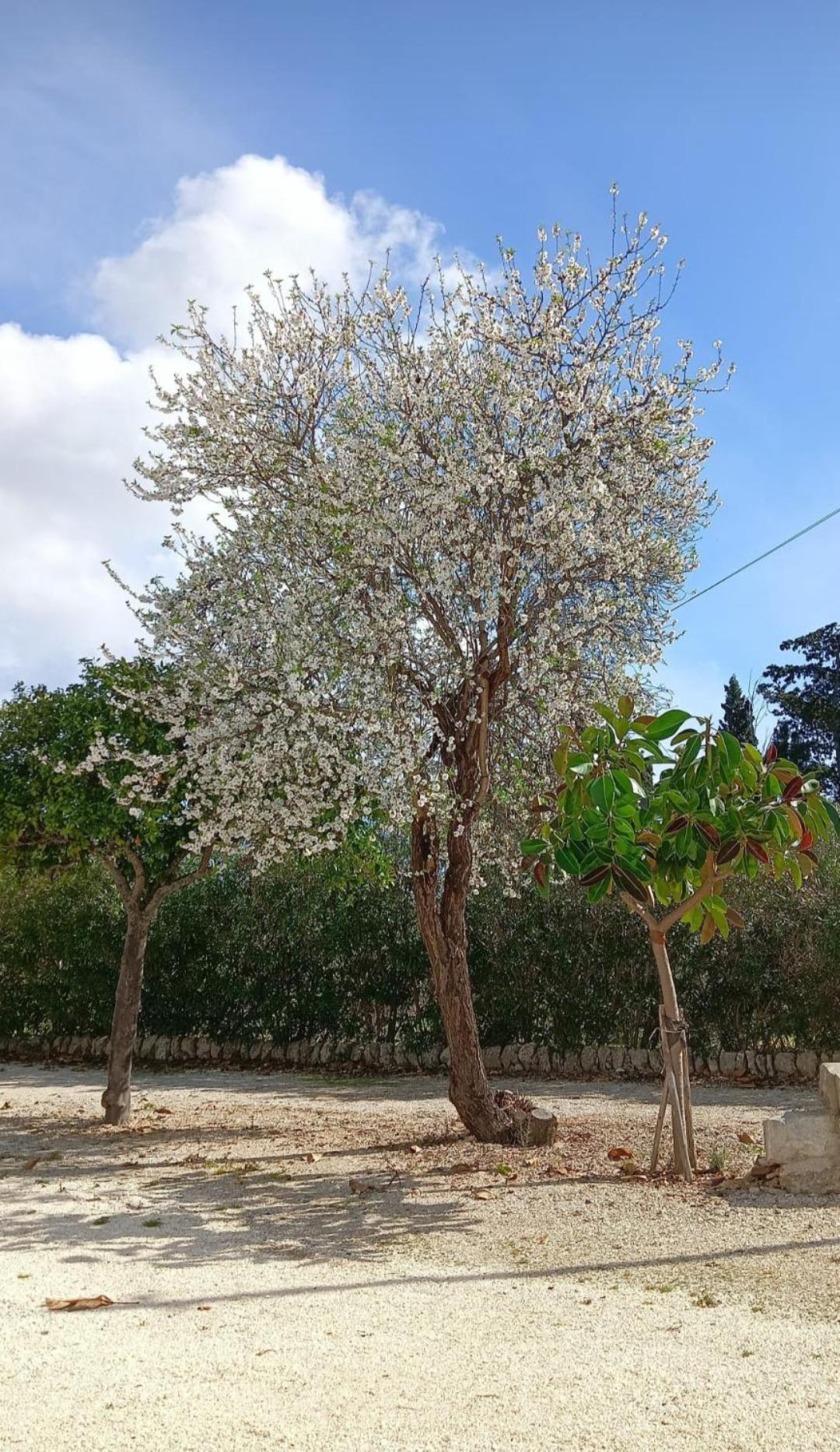 Gelsomino Siracusa Συρακούσες Εξωτερικό φωτογραφία